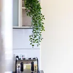 Victus Apartamenty, Valentine
